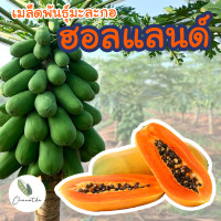 ราคา ติดตามรับโค้ด10 เมล็ดมะละกอฮอลแลนด์ ผลดก นิยมทานสุก รสหวาน เมล็ดพันธุ์ใหม่อัตรางอกสูง (14761323756)