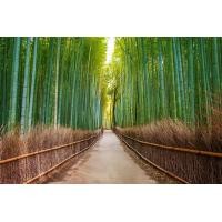 ราคา เมล็ดพันธุ์ Seeds ไผ่โมโซ ไผ่หนังจีน ไผ่ญี่ปุ่น moso bamboo 30 เมล็ด เมล็ดพันธุ์ Seedsนำเข้า (8647393186)
