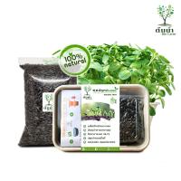 ราคา ชุดปลูกต้นอ่อนทานตะวัน เมล็ดเพาะงอก เมล็ดพันธุ์ผัก พร้อมปลูก organic 100 (12487723776)