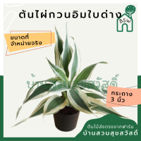 ราคา ต้นไผ่กวนอิมใบด่างขาว ใบด่างทอง (8946344598)