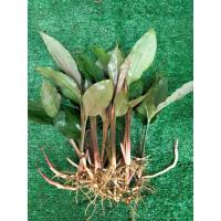 ราคา ว่านดอกทองแท้ ดอกทอง ตัวเมียผู้ให้เลือก ขั้นต่ำ2ต้น ว่านดอกทอง ว่านราคะ ว่านมหาเสน่ห์ ว่านสาวหลง เด่นด้านเมตตามหานิยม ต้นว่านดอกทอง (14882727679)