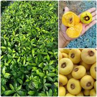 ราคา ต้นอินจัน หรือต้นจัน เป็นผลไม้โบราณ ขนาดต้นสูง 15 30 ซม (11774528435)