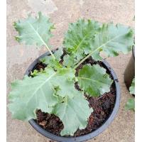 ราคา ผักเคล Kale หรือผักคะน้าใบหยิก หรือคะน้าใบหยัก เคลใบหยิกปลูกในกระถาง5นิ้ว (18991230375)
