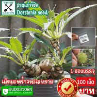 ราคา เม็ดมะพร้าวทะเลทราย Dorstenia seeds ขายเมล็ดมะพร้าวทะเลทราย 1 ซอง บรรจุ 100 เมล็ด เป็นพันธุ์ใบยาว เก็บใหม่ทุกเช้า (9855837203)