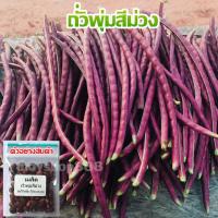 ราคา ถั่วพุ่มม่วง ถั่วฝักยาวไร้ค้างสีม่วง 25 เมล็ด ปลูกใส่กระถางได้ ปลูกง่าย ต้นเตี้ย 10 แถม 1 คละได้ (7740980613)