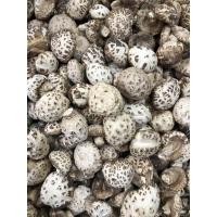 ราคา เห็ดหอมญี่ปุ่น หอมหนากรอบ ลายขาวเบอร์ใหญ่500กรัม白花菇AAAAA5 เห็ดดอกขาว (6728600537)