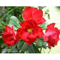 ราคา ชวนชมซ้อน ดอกสีแดง ลิปปริ้น เมล็ดชวนชม 12 เมล็ด สายพันธุ์ฮอลแลนด์ โอบิซุม Obesum (16299429145)