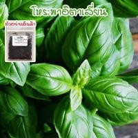 ราคา โหระพาฝรั่ง โหระพาอิตาเลี่ยน เบซิลใบใหญ่ เมล็ดพันธุ์ 50 400 เมล็ด Italian Basil ปลูกง่าย โตเร็ว ซื้อ 10 แถม 1 คละได้ (16407750515)