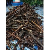 ราคา ราก โลดทะนงแดง ทะนงแดง ตากแห้ง ขุดใหม่จากป่า ของไทย สมุนไพรธรรมชาติ หนัก 100 กรัม ไม่มีสารพิษ (19068815918)