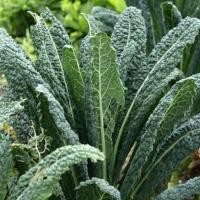 ราคา เมล็ดพันธุ์ เคลลาชินาโต Lacinato Kale Seed บรรจุ 400 เมล็ด เมล็ดพันธุ์พืช เมล็ดพันธุ์ผัก เมล็ดพันธุ์ดอกไม้ ของแท้ (666562768)