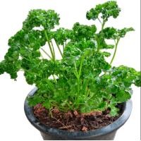 ราคา ต้นพันธ์ุพาร์สลีย์ Parsley กระถาง8นิ้ว (17325359406)