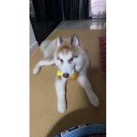 ราคา โฟมยางEVA หนา 6 มิลมีลาย ขนาดกว้าง130ซม ยาว240ซม แผ่นกันลื่นให้สุนัข แผ่นลองเล่นโยคะ กันกระแทก (7656910349)