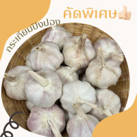 ราคา กระเทียมปิงปอง คัดพิเศษ กลีบใหญ่ (19588070562)