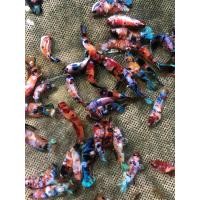 ราคา ปลากัดมีโม่ กาแล็คซี่ แคนดี้ มัลติ เพศเมีย ไข่แน่นๆ (19716644638)