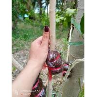 ราคา กิ่งตอนผักหวานป่าไซร์มินิ ไซร์เล็ก (15023046854)