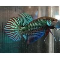 ราคา ปลากัดป่า4ภาค ปลากัดมหาชัย ปลากัดแก้มแดง ปลากัดใต้ ปลากัดมหาชัย ส่งฟรีทั่วไทย เลือกได้1ตัว เลือก ของแถมได้ ร้านสะดวกส่ง ส่งเร็วทันใจ (19810420005)