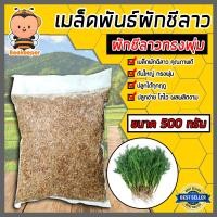 ราคา เมล็ดผักชีลาว ทรงพุ่ม หนัก 500กรัม เมล็ดพันธุ์ผักชีลาว เมล็ดสมบรูณ์ โตง่าย โตเร็ว ผลผลิตงาม เมล็ดพันธุ์ผัก (18701699058)