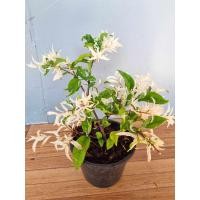 ราคา ต้นโมกด่าง กระถาง 6 นิ้ว ขั้นต่ำ 2 ต้น ส่งพร้อมกระถาง (7866396670)