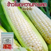 ราคา เมล็ดพันธุ์ ข้าวโพดหวาน ฮอกไกโด ข้าวโพดนมสด ทานดิบได้ ทานสดได้ จำนวน 40 เมล็ด ปลูกได้ทุกที่ 10 เเถม 1 คละได้ (8220916791)