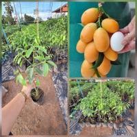 ราคา ต้นมะปรางหวาน สุวรรณบาตร ลักษณะเด่นคือ ผลมีขนาดใหญ่กว่าผลมะปรางทั่วไป รสชาติหวานกรอบ ไม่หวานจืด เนื้อสุกแน่น แข็ง ไม่เละ เนื้อเยอะ กินได้ทั้งเปลือก ไม่เกิดอาการคันเหมือนมะปรางทั่วไป ผลของ มะปรางสุวรรณ