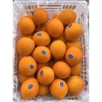 ราคา ส้มซันควิก ส้มออสเตรเลีย ส้มฮันนี่เมอร์คอต ส้มนาเวล (19821667555)