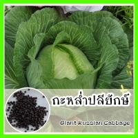 ราคา พร้อมส่ง รหัส 055 เมล็ดพันธุ์แท้ OP แท้ กะหล่ำปลียักษ์ ปลูกคล้าย กะหล่ำปลีปกติ Giant Russian Cabbage (7151000706)