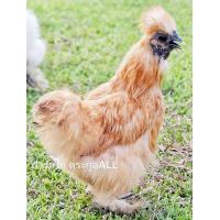 ราคา ไข่ไก่ชุด 1 ฟอง ไข่ไก่ชิลกี้ พ่อพันธุ์ แม่พันธุ์ สีตามรูปที่ลง อเมริกาเเท้ รับประกันไข่เชื้อแตกระหว่างขนส่ง (19413033300)