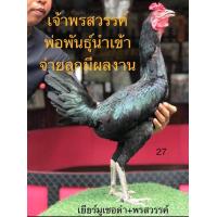 ราคา ไข่เชื้อไก่ชน ส มีสุวรรณ100 ลูกเยียร์พรสวรรค์ ร้านส่งไว (19781054719)