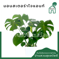 ราคา มอนสเตอร่า มาในกระถางพร้อมตั้ง Monstera Deliciosa Giant (12241626725)