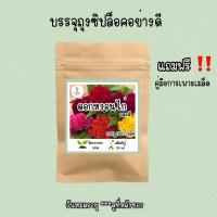 ราคา เมล็ดพันธุ์ ดอกหงอนไก่ คละสี 300เมล็ด (14313607919)