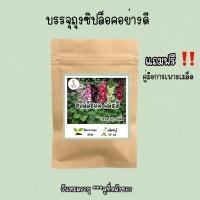 ราคา เมล็ดพันธุ์ ฮอลลี่ฮ็อค คละสี 80เมล็ด (14345989121)