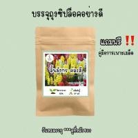 ราคา เมล็ดพันธุ์ ดอกลิ้นมังกร คละสี 1000เมล็ด (14345650678)