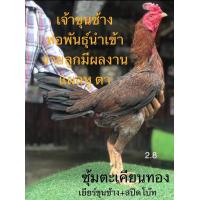 ราคา ไข่เชื้อไก่ชน ส มีสุวรรณ100 ลูกเยียร์ขุนช้าง ร้านส่งไว (19781409064)