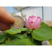 ราคา 5 เมล็ด เมล็ดพันธุ์บัว บัวนอก สายพันธุ์ Micro Spark สีชมพู พิงค์ บัวแคระ Micro Lotus Tea Cup Lotus บัวจักรพรรดิ์ บัวสวมงาม บัวนำเข้า Lotus Seeds (19493520190)