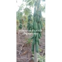 ราคา เมล็ดพันธุ์ มะละกอแขกดำดำเนิน ขนาด10 กรัม 500 เมล็ด (8547184239)