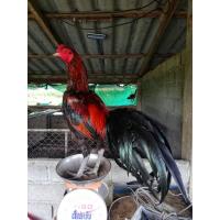 ราคา คลิ๊ปพ่อพันธุ์ ไข่ไก่ชนพม่าม้าล่อรำวงเมืองเหนือ เจ้าสิบหมื่น (19919483878)