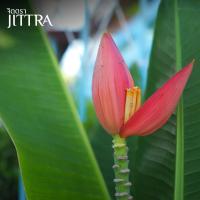 ราคา ต้นกล้วยบัวสีแสด กล้วยแคระ กล้วยตัดดอก ปลูกง่าย ต้นเตี้ย กล้วยแปลกหายาก กล้วยสวยงาม กล้วยประดับ ต้นพันธุ์ ไม้ประดับ (19798798605)