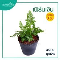 ราคา ต้นเฟิร์นเงิน กระถาง 3 นิ้ว ต้นไม้มงคล ต้นไม้ฟอกอากาส ต้นไม้ออฟฟิศ ต้นไม้ (19843361797)