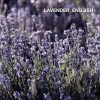 ราคา KARMAKAMET Aromatherapy Finest Cooling Spray คามาคาเมต สเปรย์หอมสูตรเย็น กลิ่นหอม สเปรย์ฉีดตัว (1371838936)