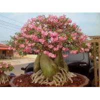 ราคา เมล็ด ชวนชม สายพันธุ์ราชินีพันดอก10 เมล็ด (19493442569)