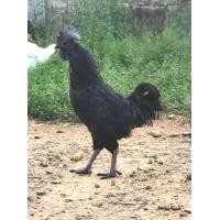 ราคา ไข่ไก่ดำสำหรับฟัก แบบ ชุดละ 2 ใบ (11538018193)