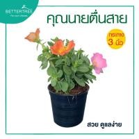 ราคา คุณนายตื่นสาย กระถาง 3 นิ้ว ไม้กลางแจ้ง ไม้ดอก คุณนาย (18461702144)