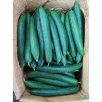 ราคา แตงกวาญี่ปุ่น แตงกวาญี่ปุ่นสด Japanese cucumber 1kg (6290308100)