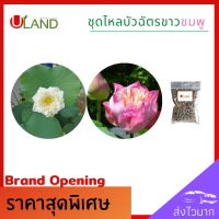 ราคา Uland ชุดไหลบัวฉัตรขาวชมพู อย่างละ 2 ไหล ฟรีปุ๋ยบัว ไหลบัว บัวฉัตรขาว หลดบัว บัวฉัตร บัวหลวง ดอกบัวขาว (13290027915)