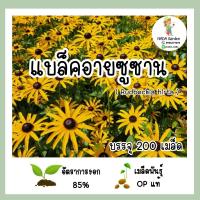 ราคา เมล็ดพันธุ์แบล็คอายซูซาน Rudbeckia hirta Blackeyed Susan บรรจุ 200 เมล็ด สายพันธุ์ OP แท้ (19407696500)