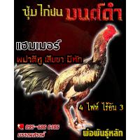 ราคา ไข่เชื้อไก่ชน พม่าเเผลหู พม่าเเข้งหน้า เจ้าแฮมป์เมอร์ ร้านจัดส่งไว (13599333545)
