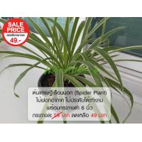 ราคา ต้นเศรษฐีเรือนนอก Spider Plant ต้นไม้ฟอกอากาศ ต้นไม้ในห้องนอน โต๊ะทำงาน พร้อมกระถางดำ 6 นิ้ว (4175338710)