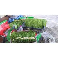 ราคา ผัดสดพร้อมทาน ผักสดอินทรีย์ ผักออร์แกนิก ผักสดปลอดสาร พริก ตะไคร้ ชะอม มะเขือ 100 300 กรัม (19835068549)