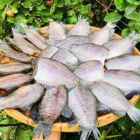 ราคา ปลาสลิดบางบ่อ ปลาสลิดแดดเดียว 3 กิโลกรัม ขนาด 7 8 ตัว ต่อ 1 กิโลกรัม (19973946977)