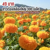 ราคา เมล็ดพันธุ์ ดอกดาวเรืองเหลืองใหญ่ 300 เมล็ด (17702160711)